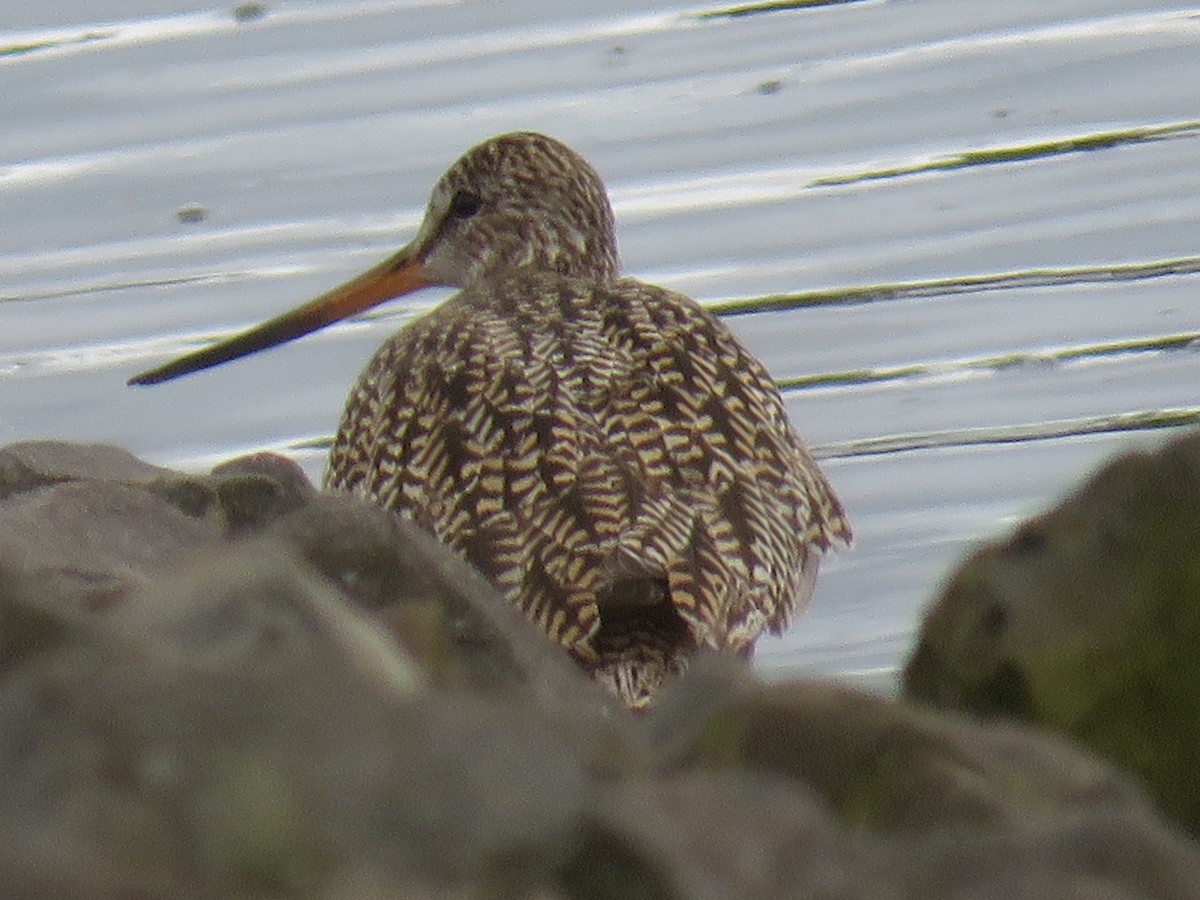 Marbled Godwit - Pam Otley