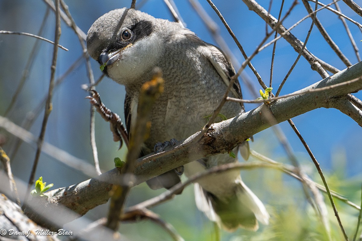 Loggerhead Shrike - ML618392635