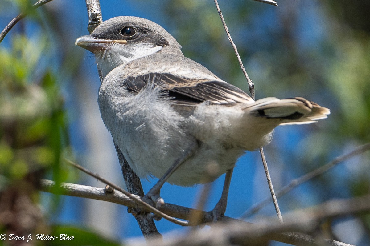 Pie-grièche migratrice - ML618392637