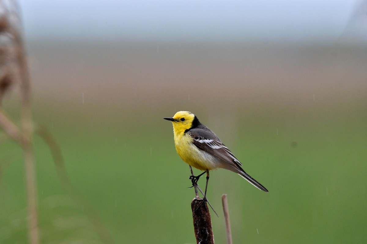 Citrine Wagtail - Wiktor Kilinowski