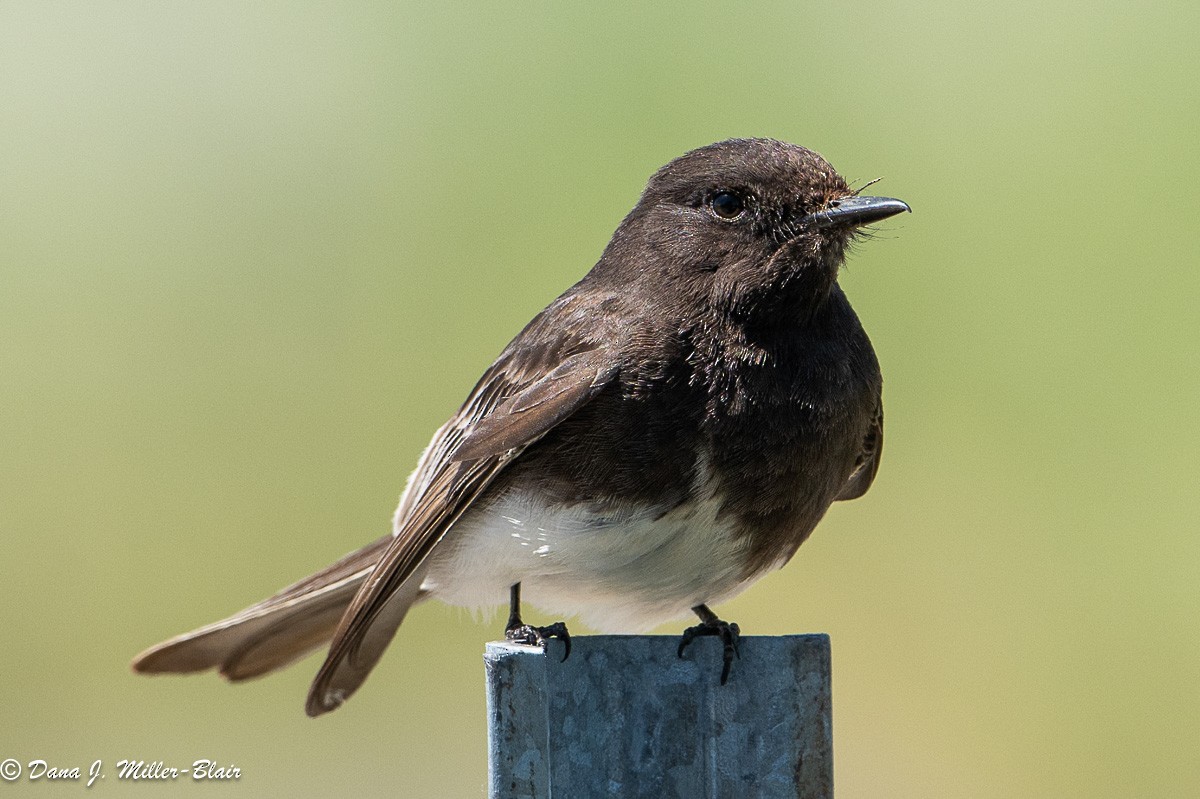 Black Phoebe - ML618392641