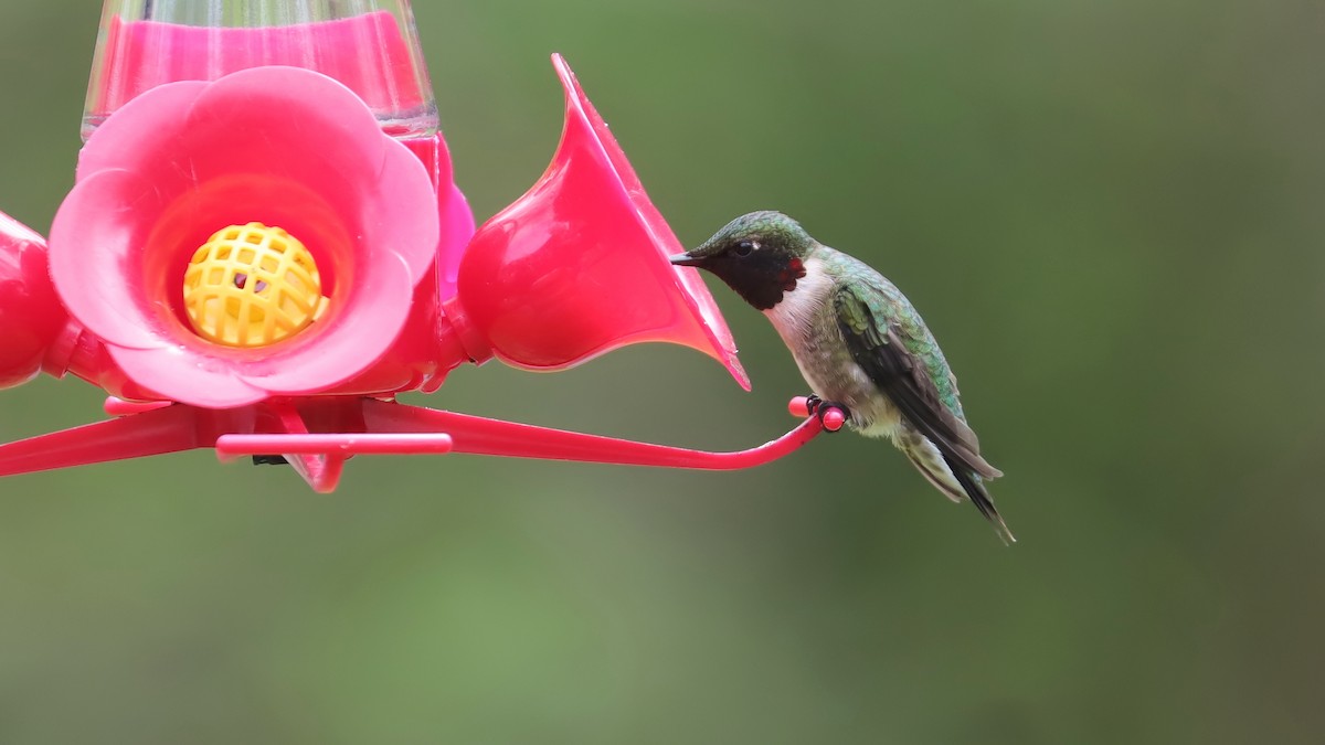 Colibrí Gorjirrubí - ML618392646