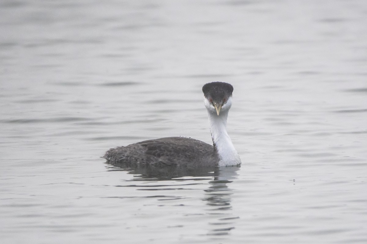 Western Grebe - ML618392655