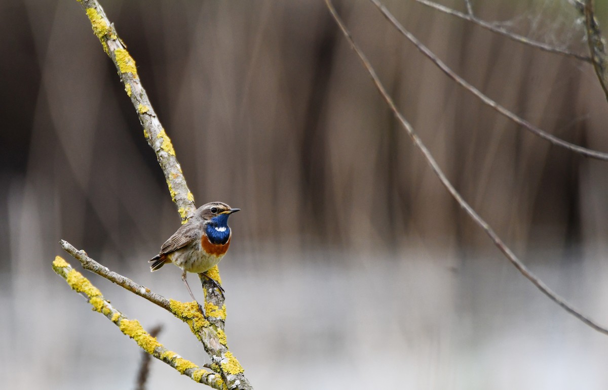 Bluethroat - ML618392658