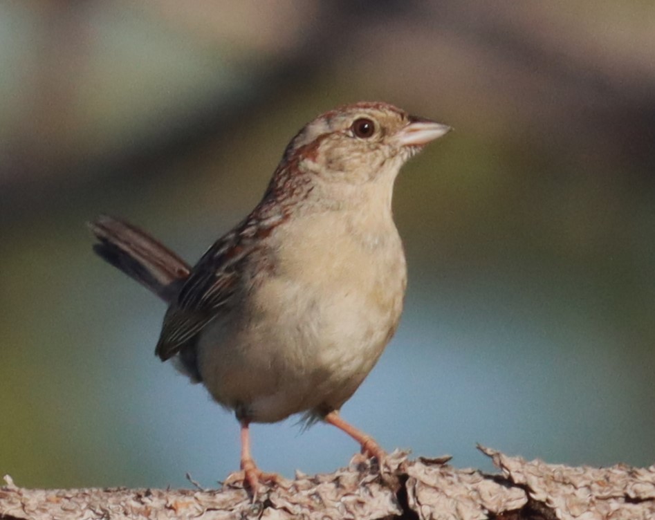 Bachman's Sparrow - Michael Brothers