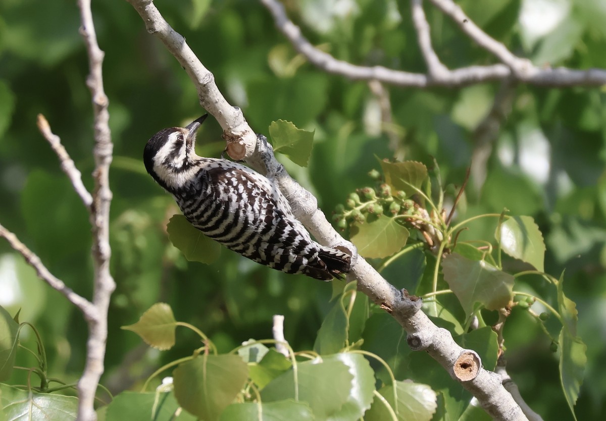 Ladder-backed Woodpecker - ML618392702