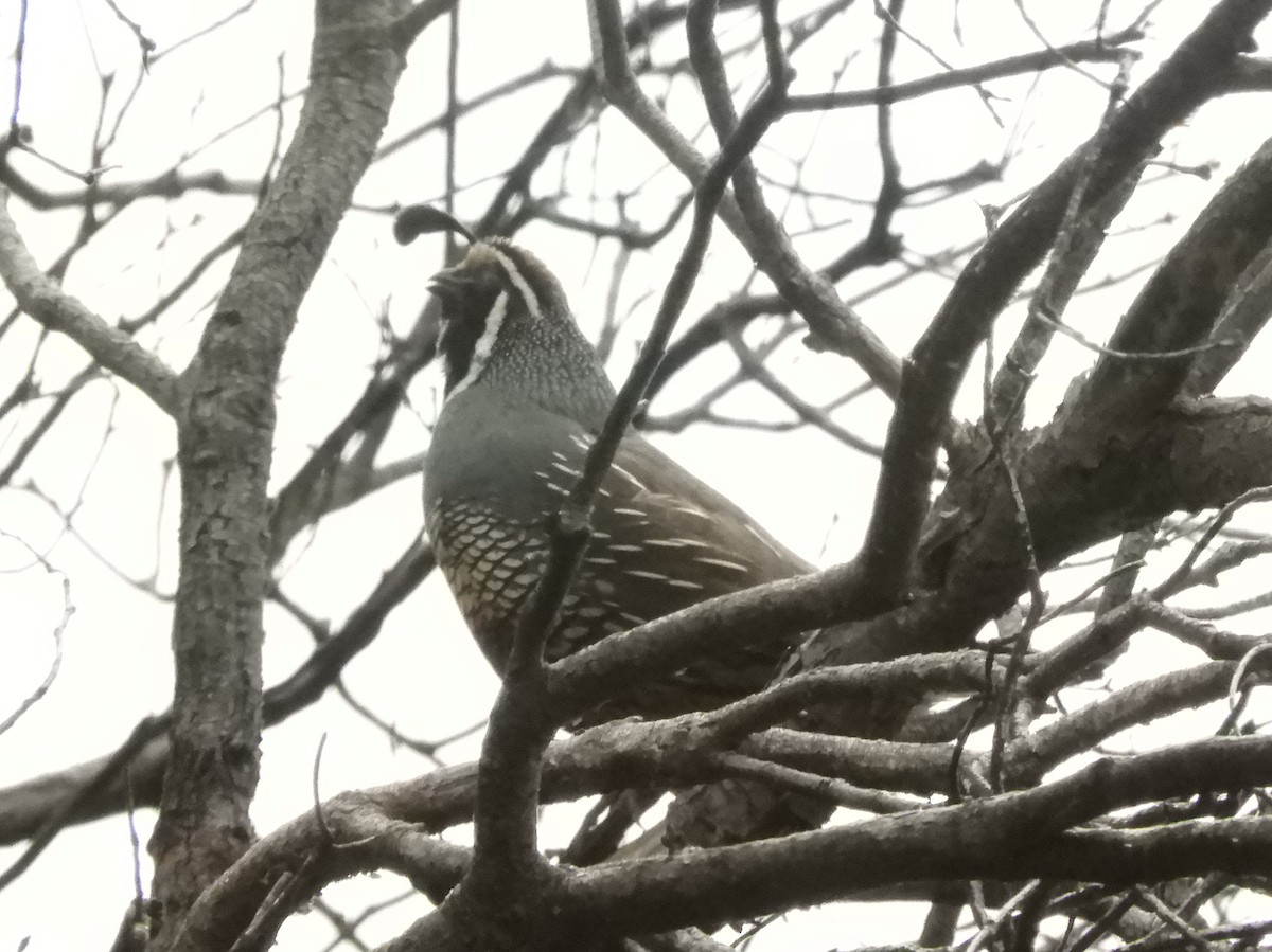 California Quail - ML618392739