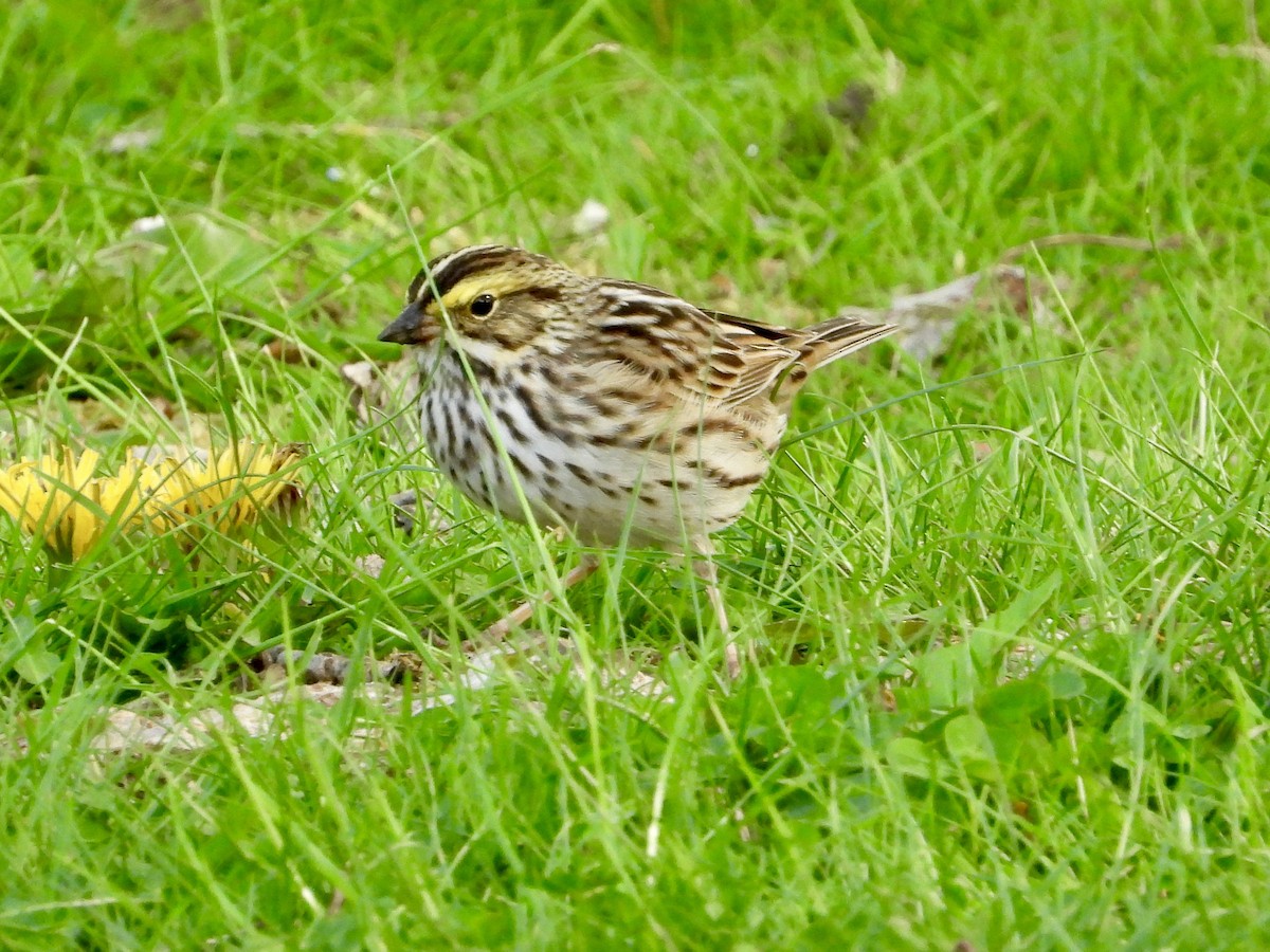 Savannah Sparrow - ML618392745