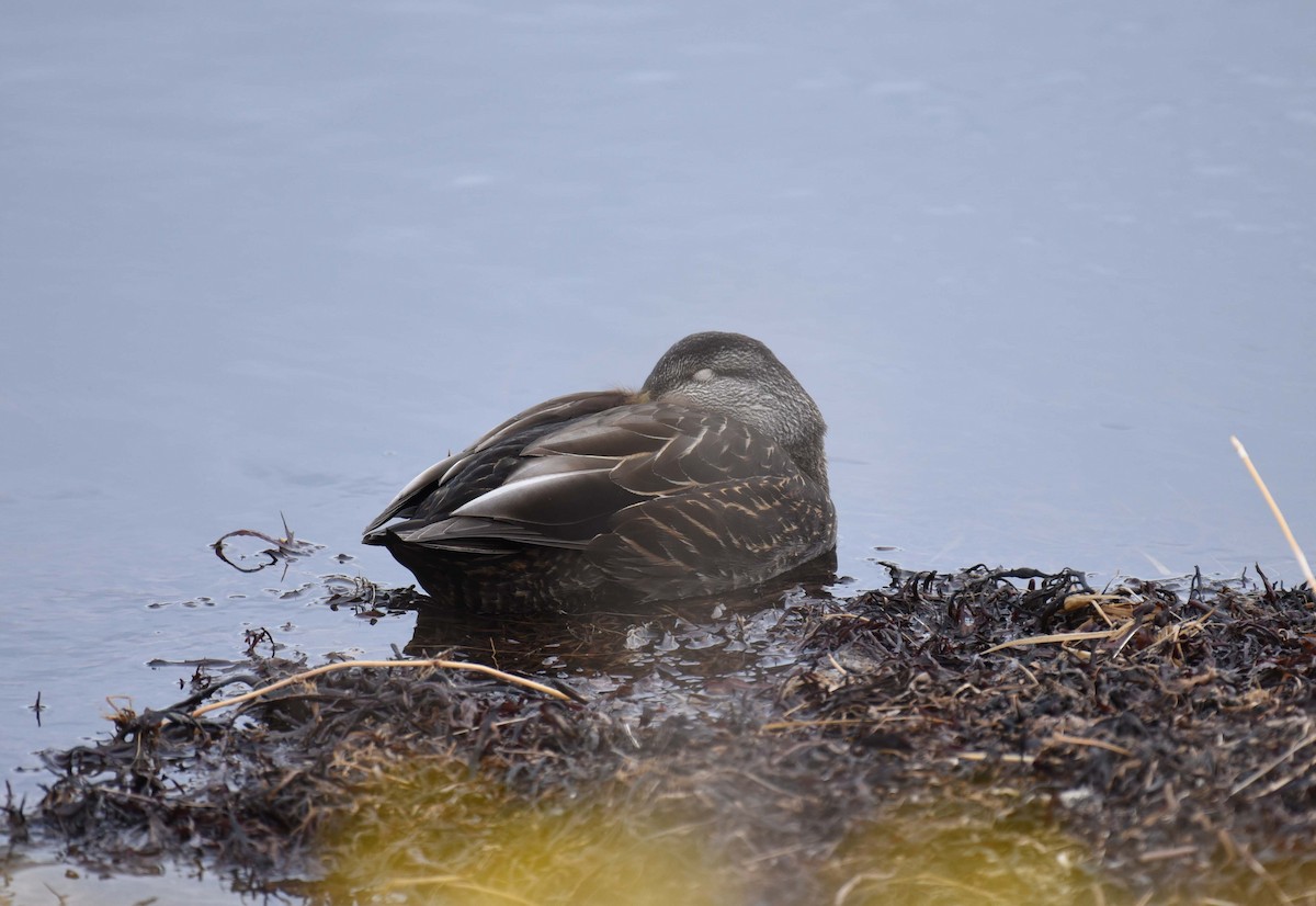 Green-winged Teal - ML618392777