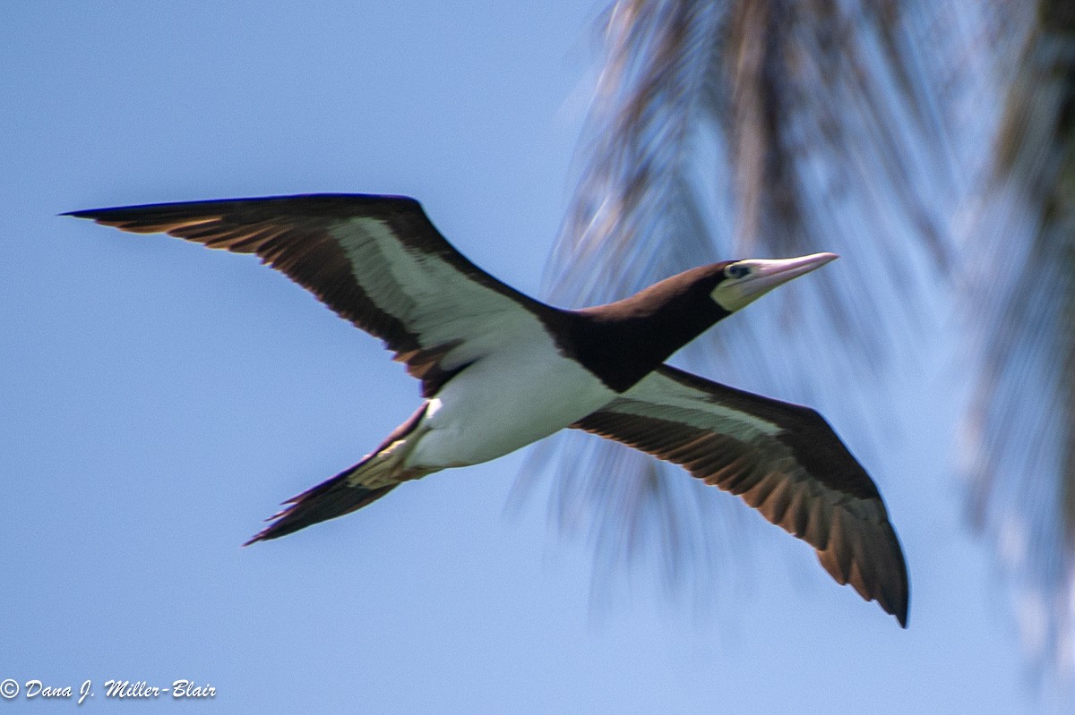 Brown Booby - Dana Miller-Blair