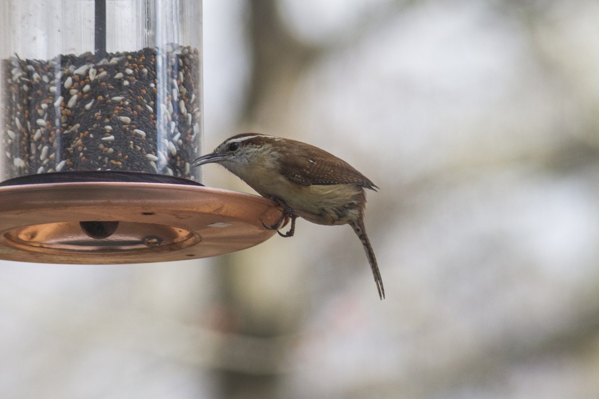 Carolina Wren - Catherine Downie