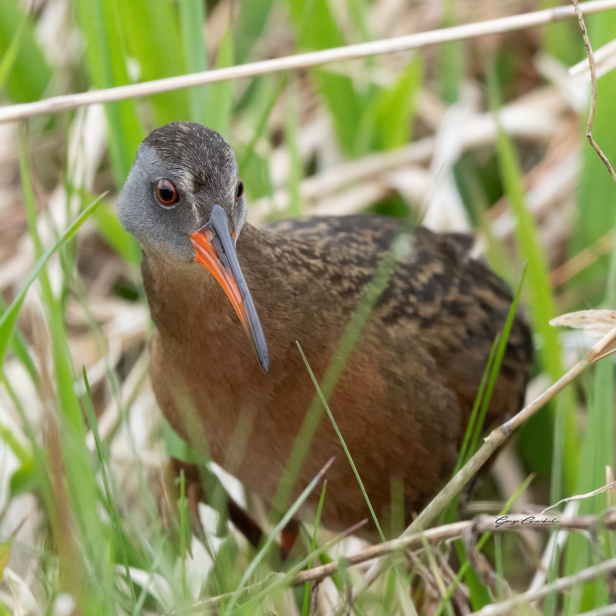 Virginia Rail - George Carmichael