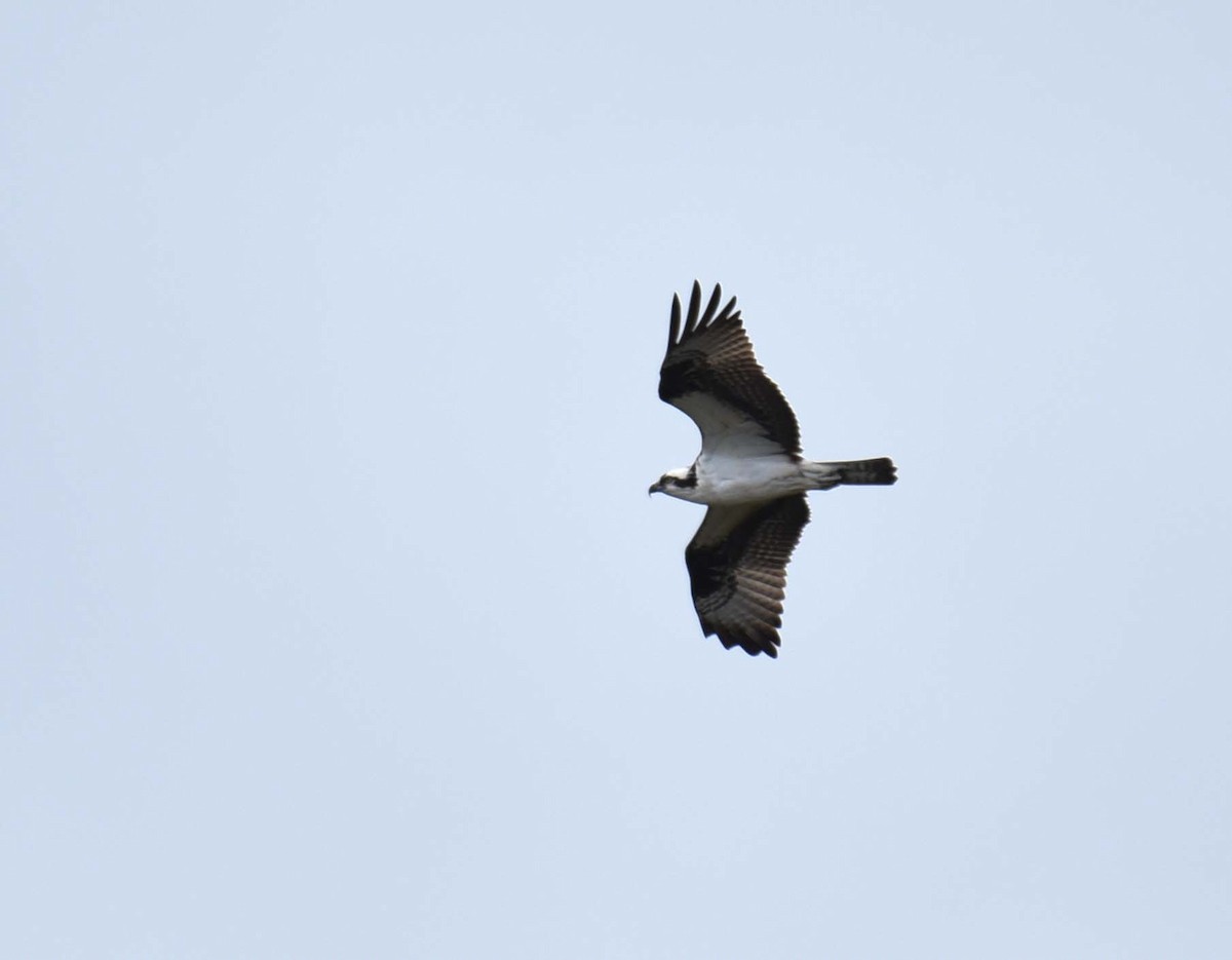 Balbuzard pêcheur - ML618392815