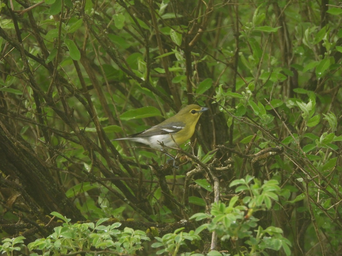 Yellow-throated Vireo - ML618392832