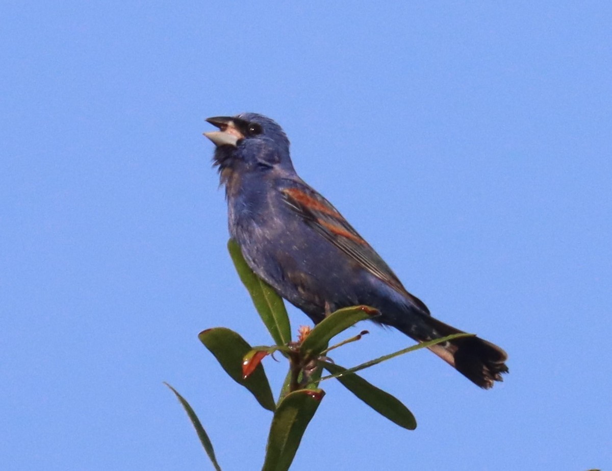 Blue Grosbeak - Michael Brothers