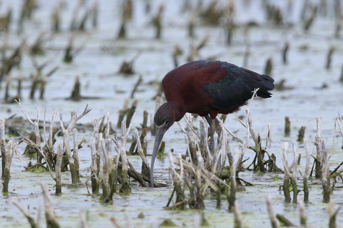 Glossy Ibis - ML618392848