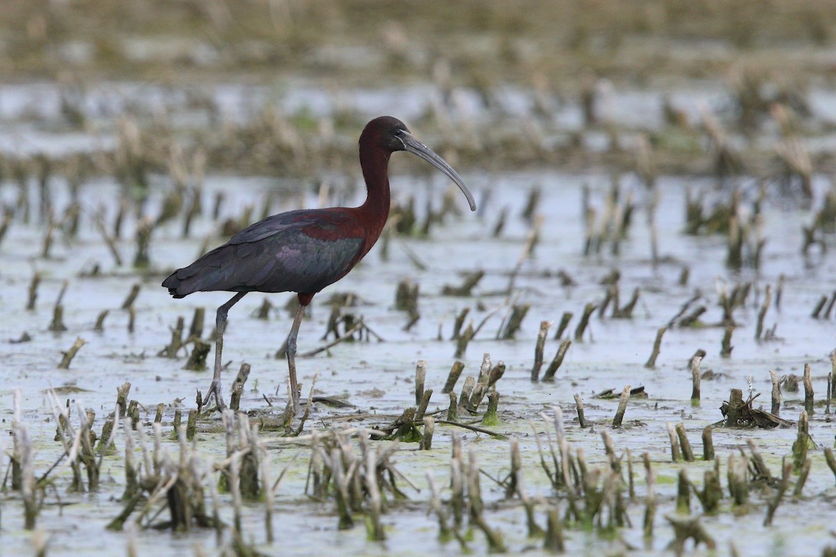 Glossy Ibis - ML618392850
