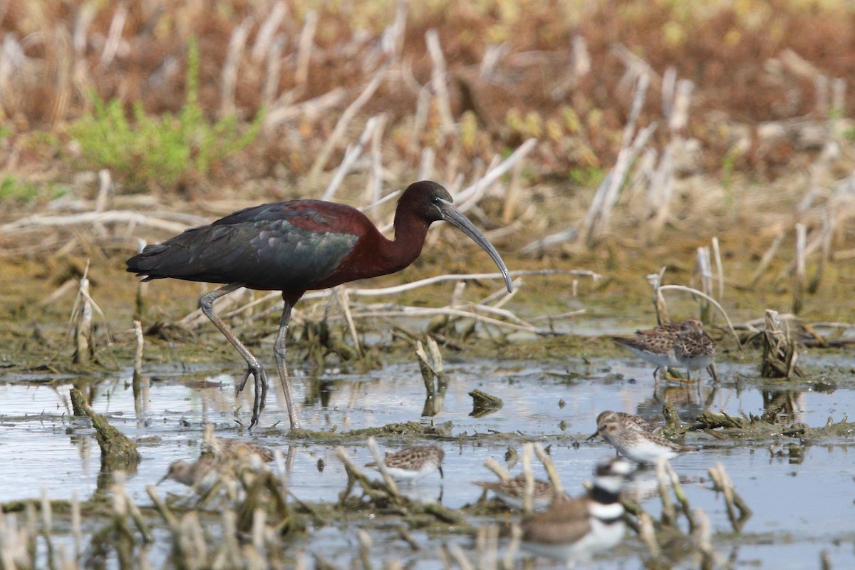 Glossy Ibis - ML618392862