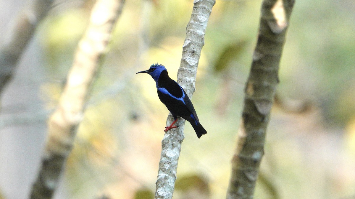 Red-legged Honeycreeper - Wink Gross