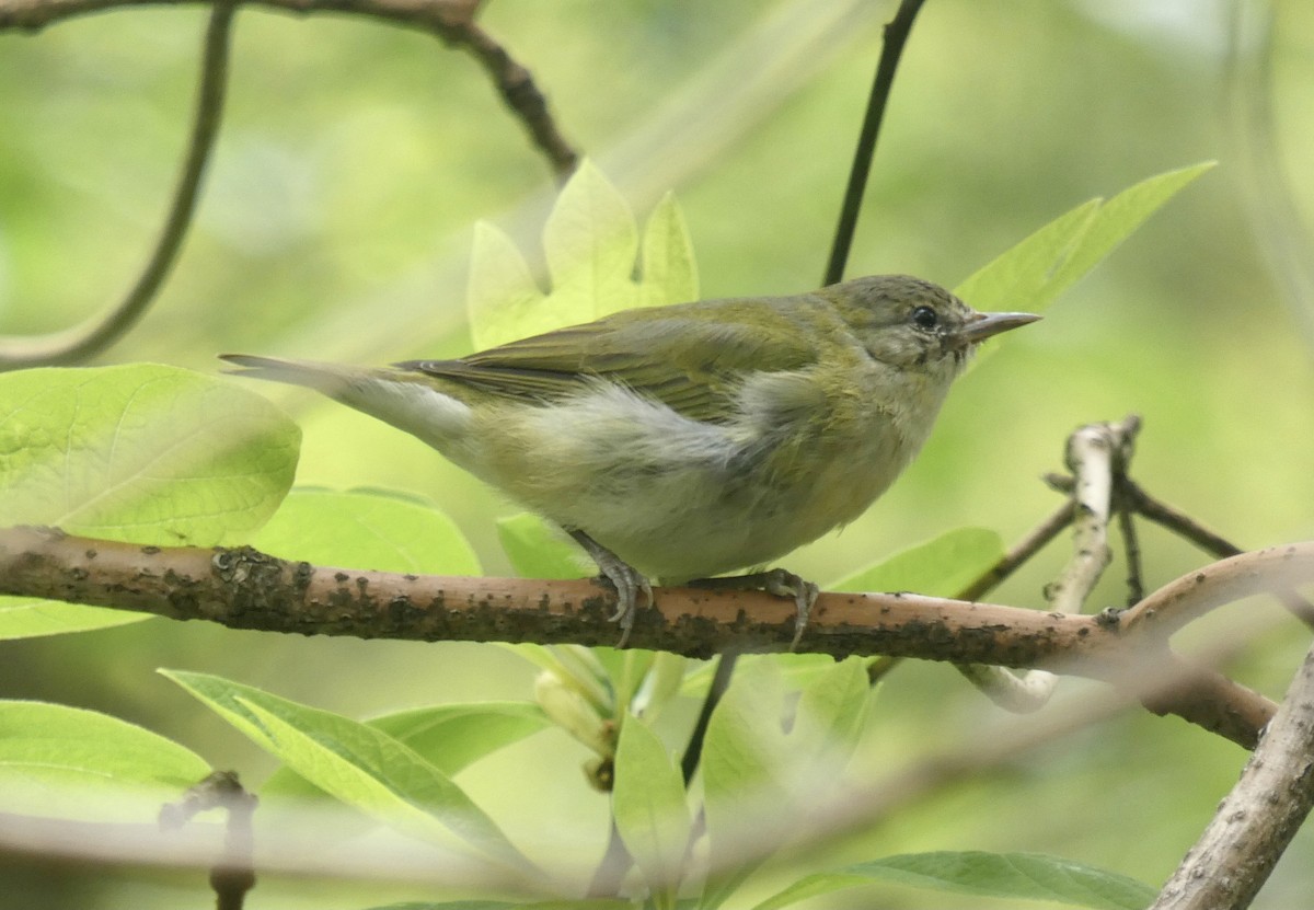 Tennessee Warbler - ML618392940