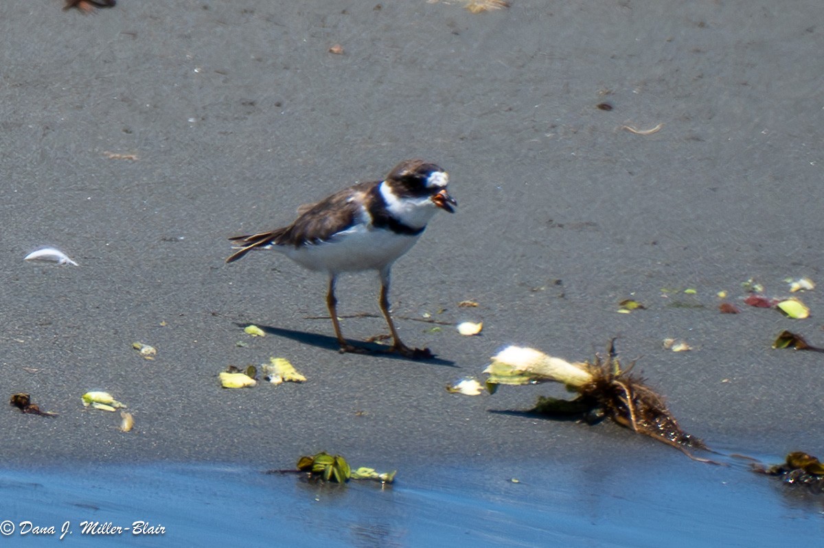 Semipalmated Plover - Dana Miller-Blair