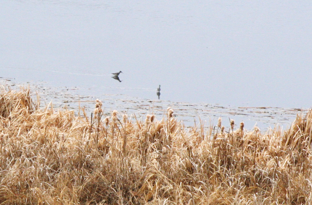 Greater Yellowlegs - ML618393013