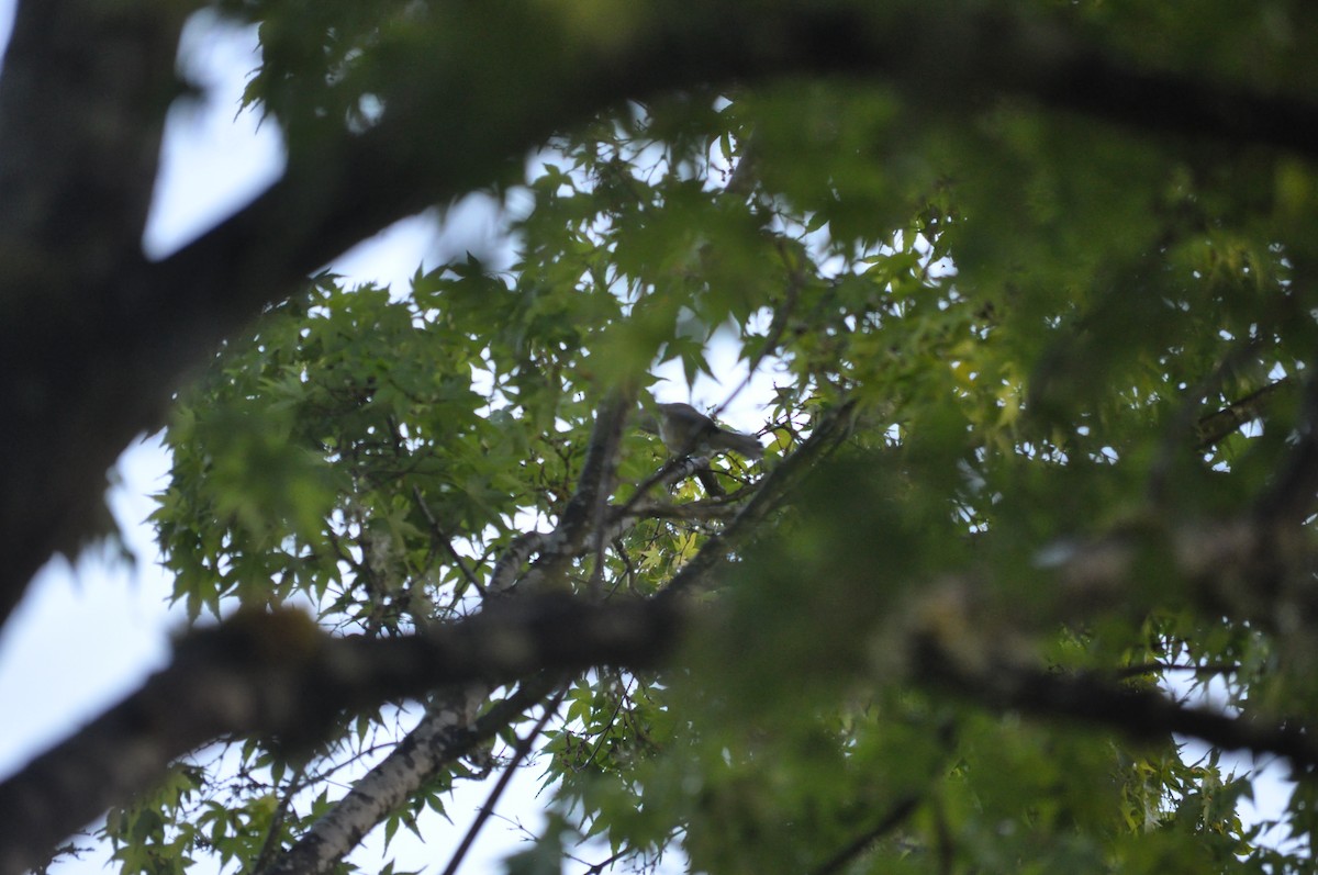 Warbling Vireo (Western) - Samuel Rodgers