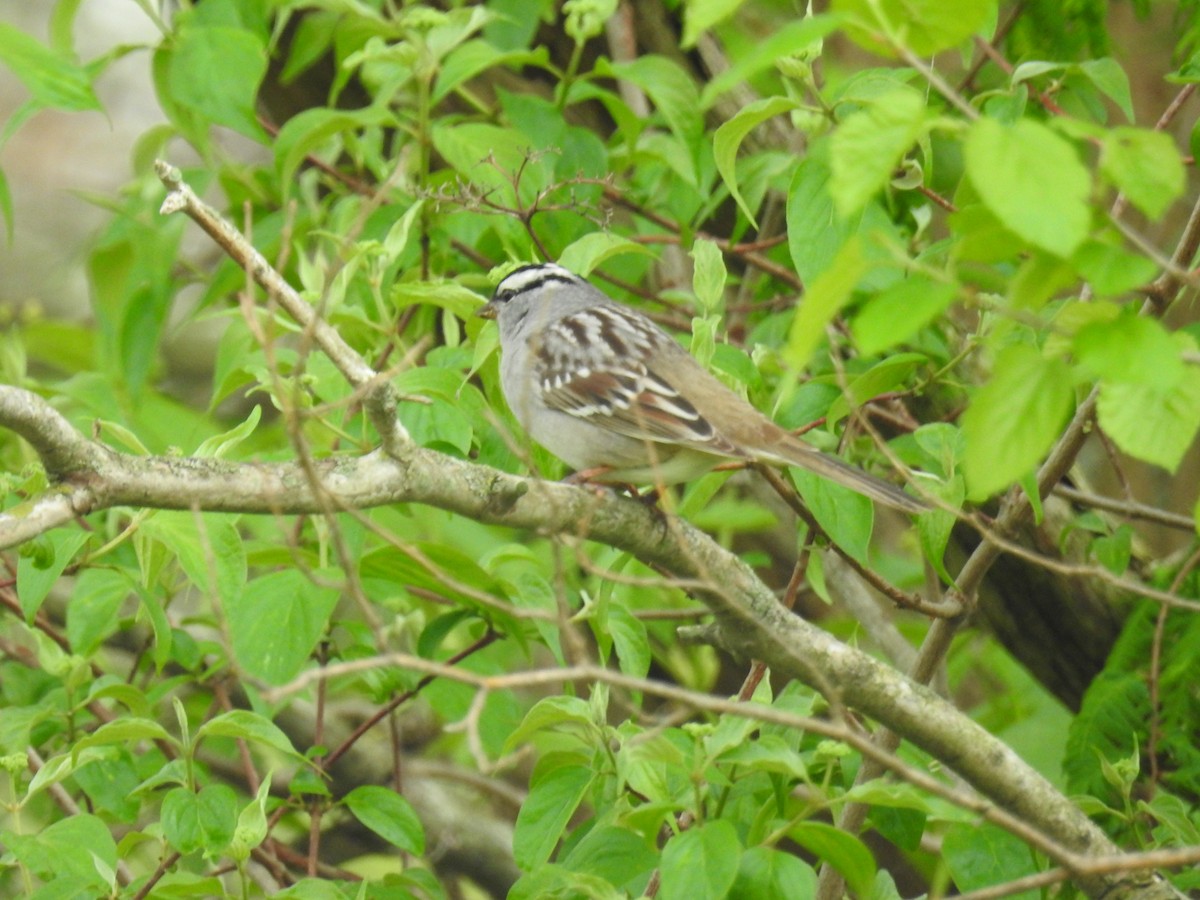 White-crowned Sparrow - ML618393044