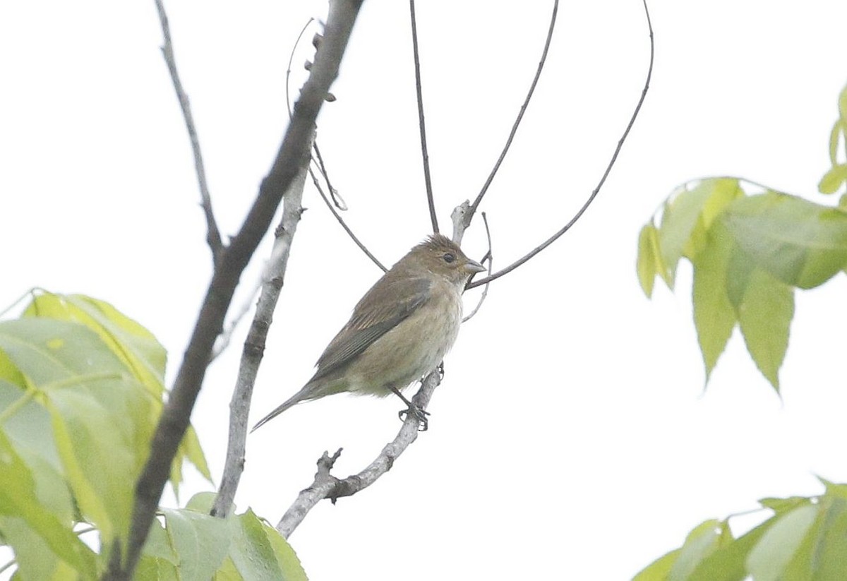 Lazuli Bunting - ML618393098