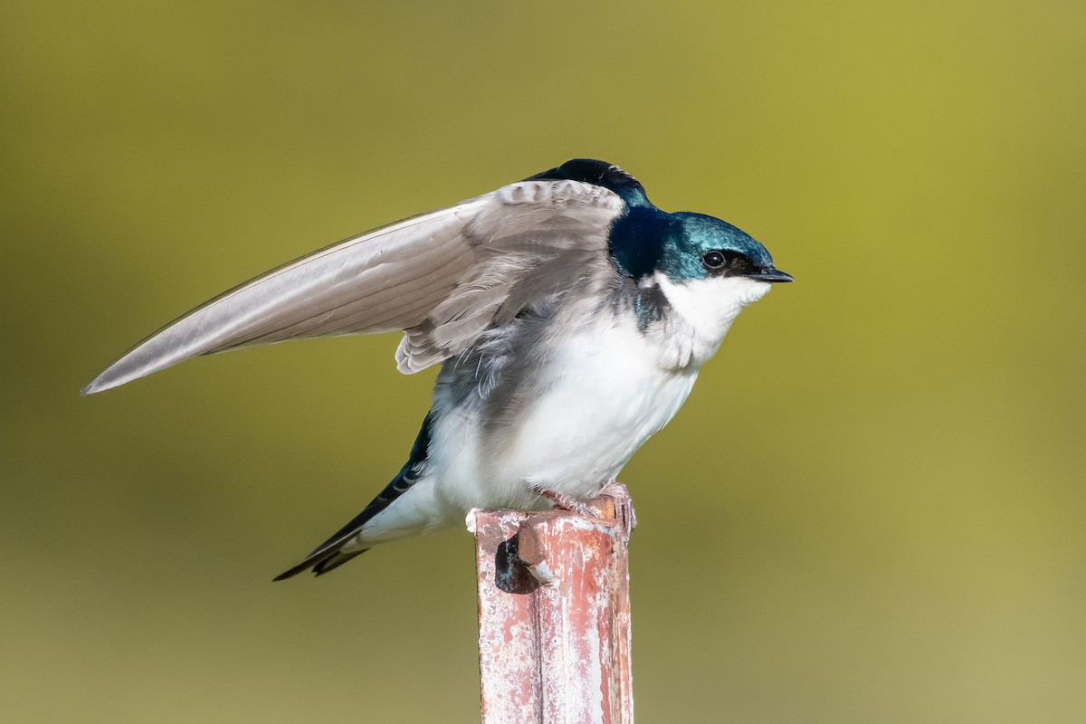 Tree Swallow - Patrick Higgins