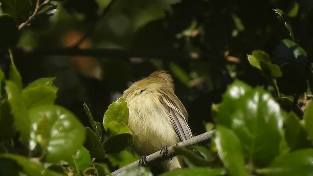 Mosquero del Pacífico (grupo difficilis) - ML618393164