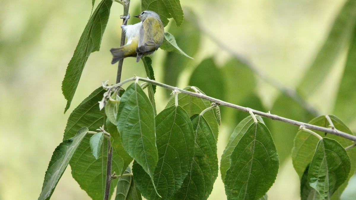 Tennessee Warbler - ML618393188