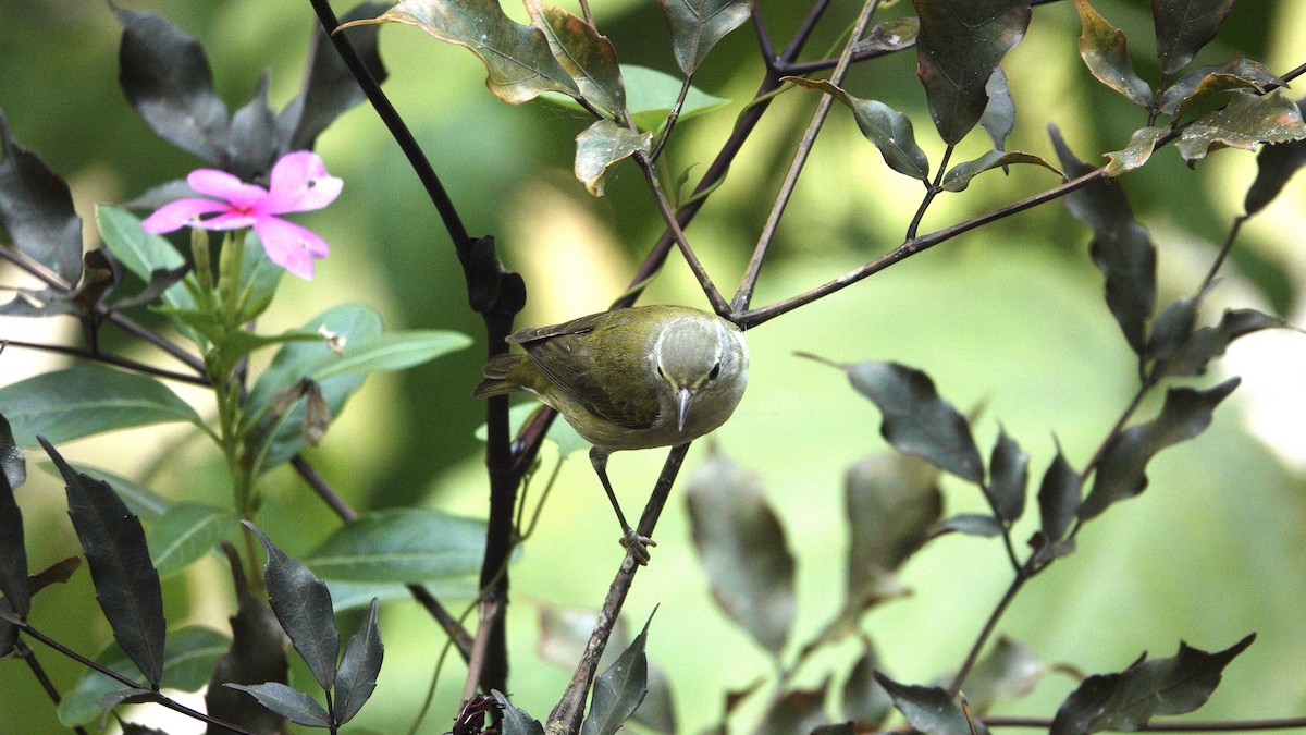 Tennessee Warbler - Wink Gross