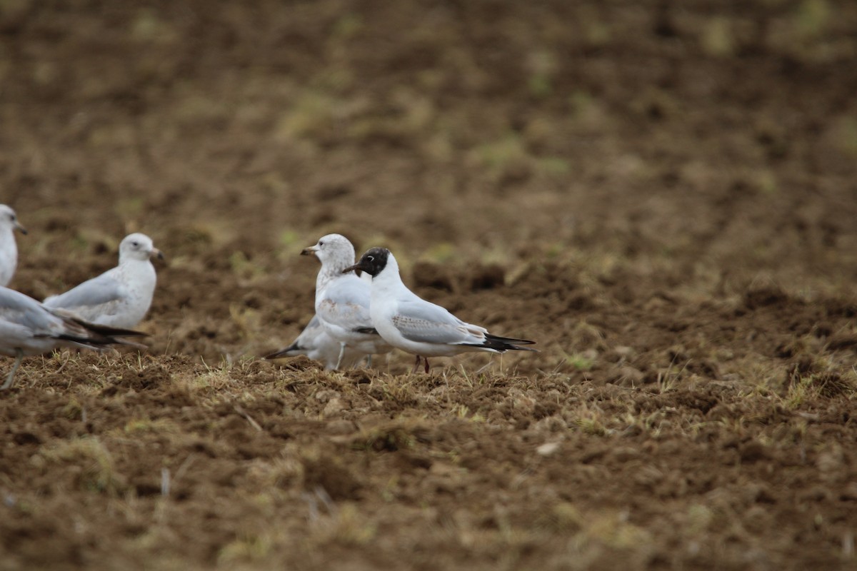 Black-headed Gull - Benjamin Filreis