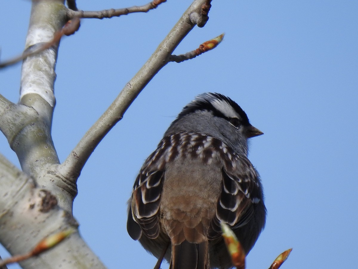 White-crowned Sparrow - ML618393226