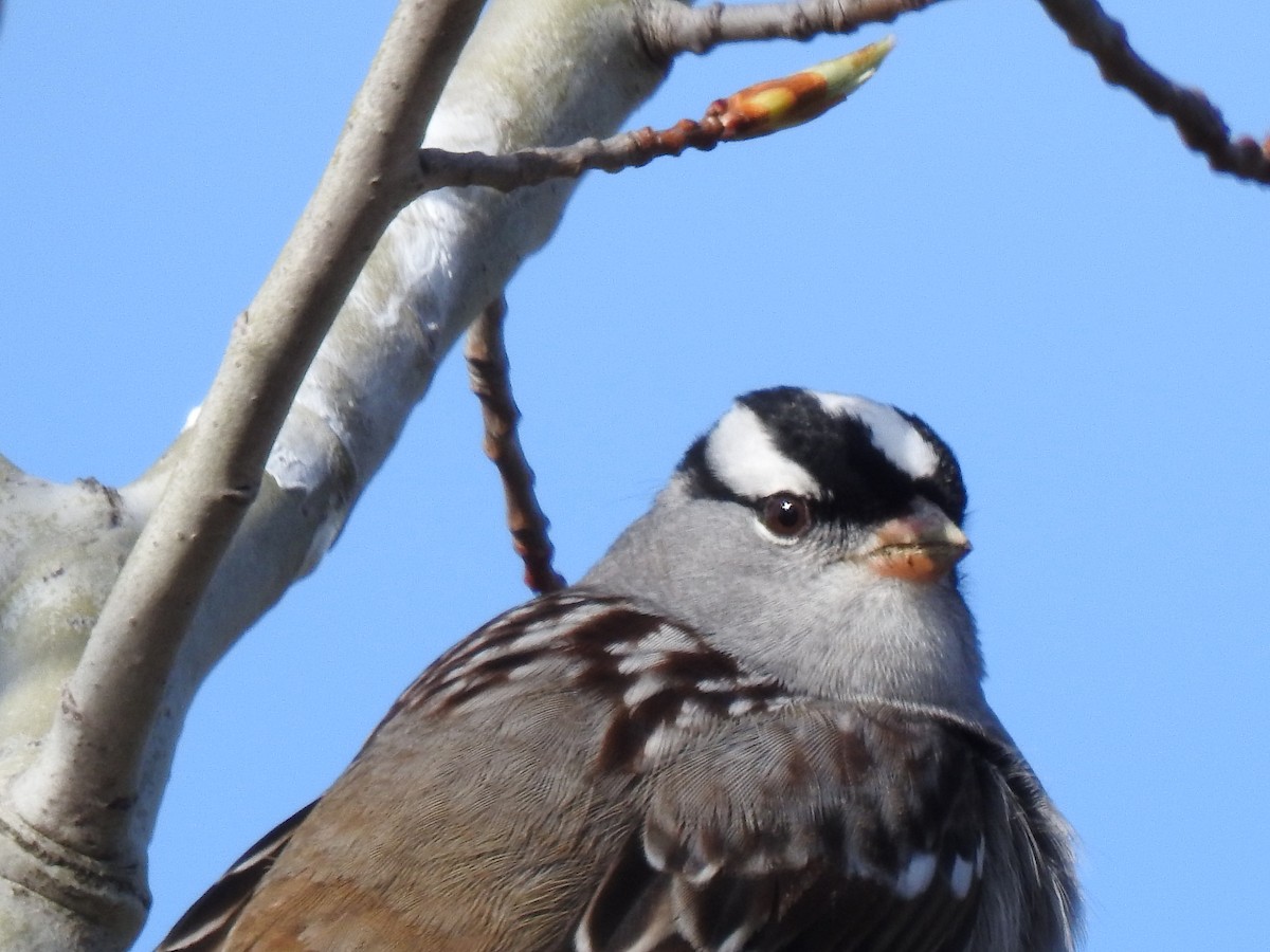 White-crowned Sparrow - ML618393227