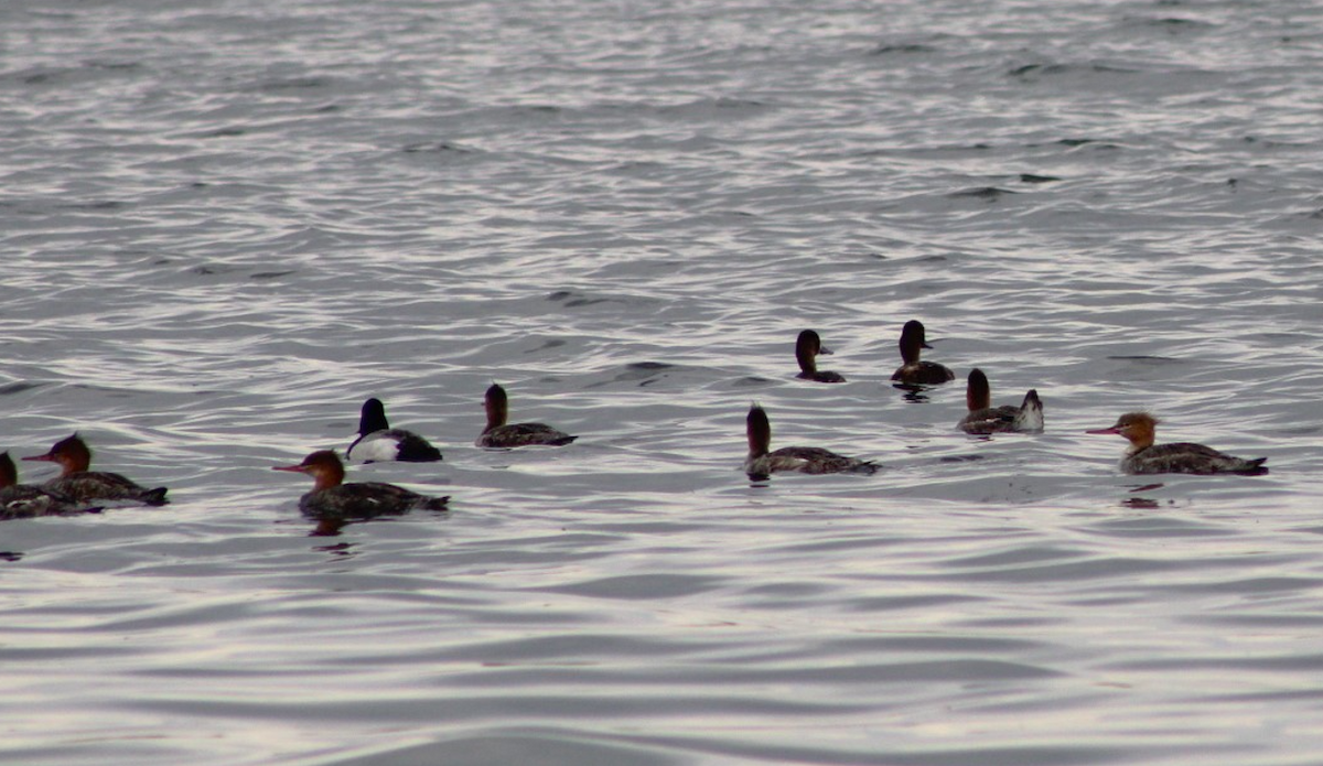 Red-breasted Merganser - ML618393237