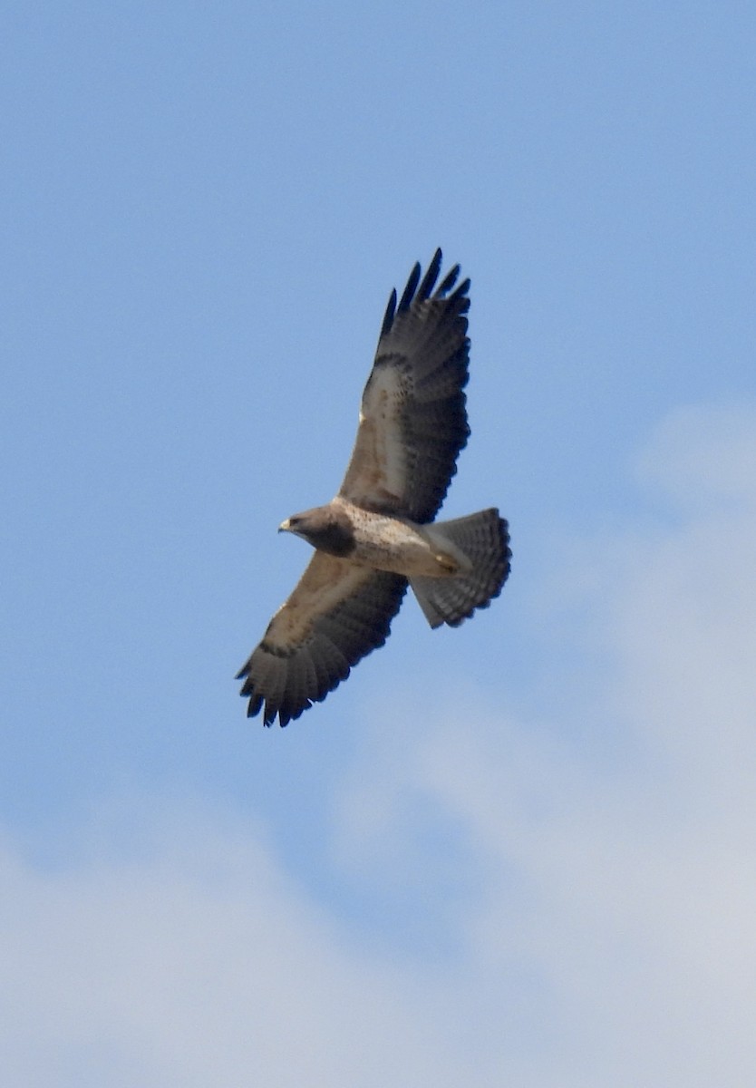 Swainson's Hawk - ML618393292