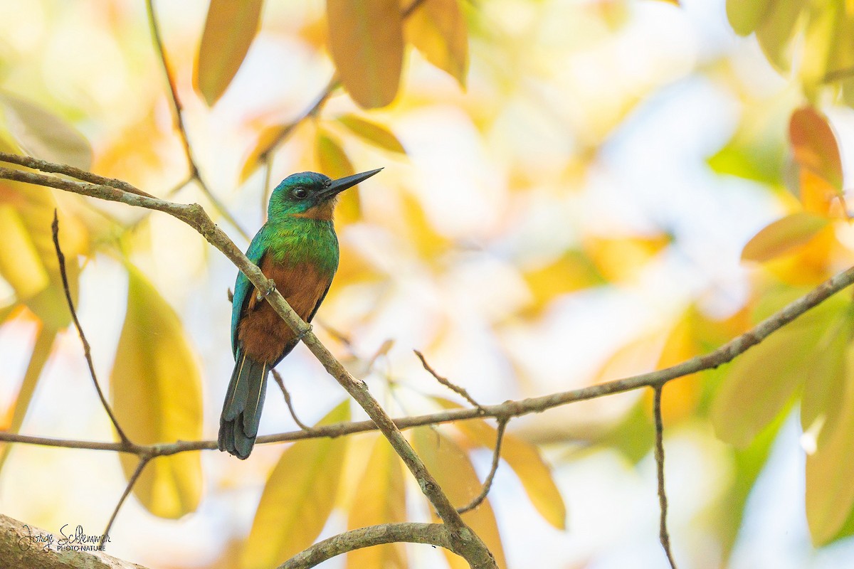 Green-tailed Jacamar - Jorge Claudio Schlemmer