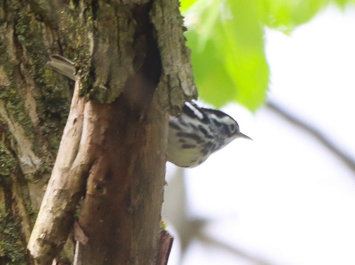 Black-and-white Warbler - Shelly Kehrle.Sulser