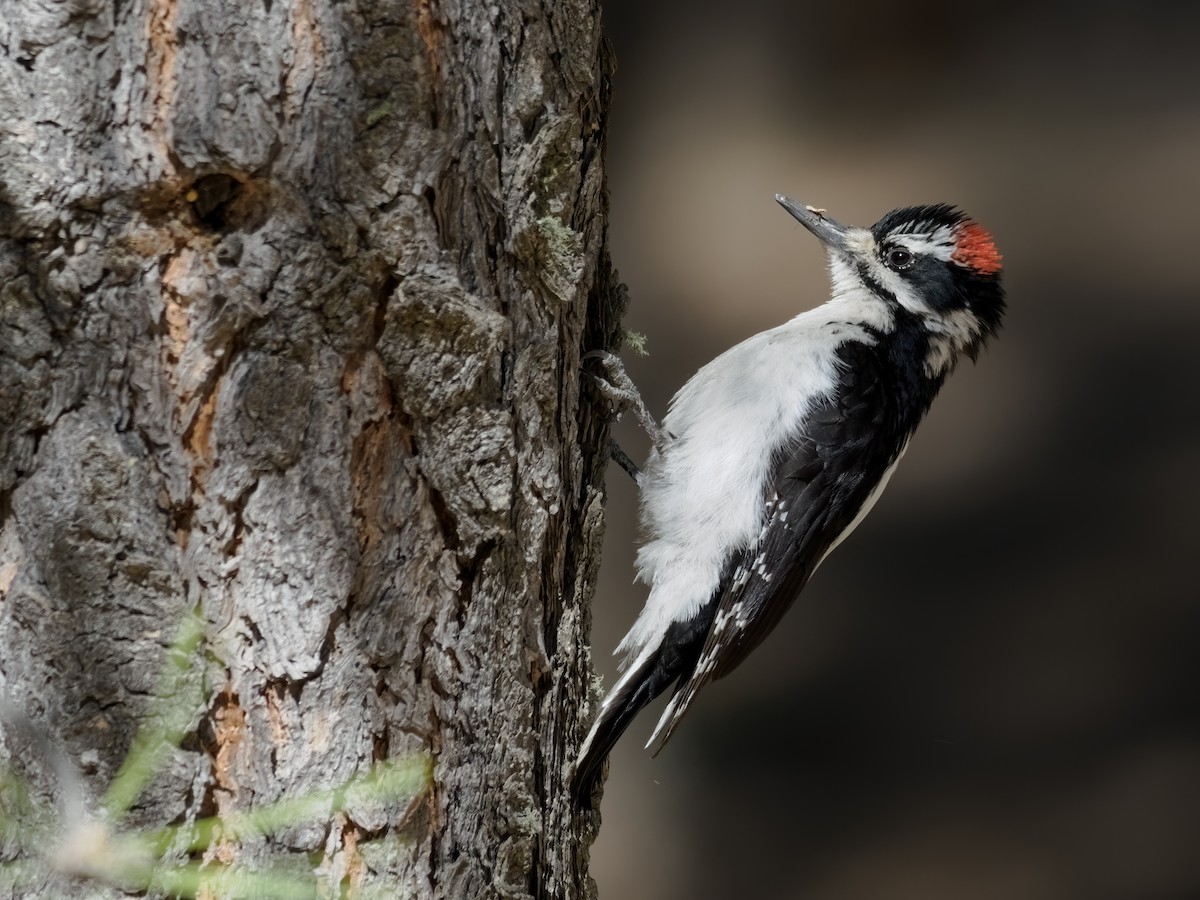 Hairy Woodpecker (Rocky Mts.) - Nick Athanas