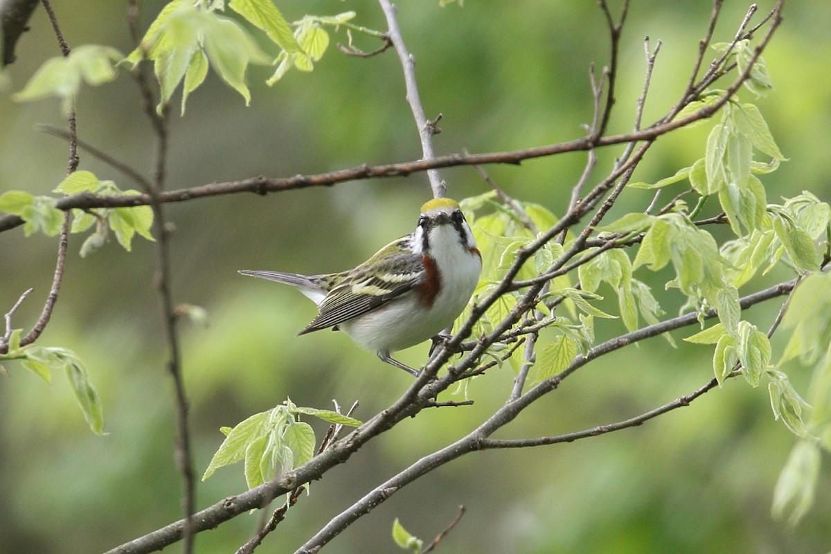 Chestnut-sided Warbler - ML618393452