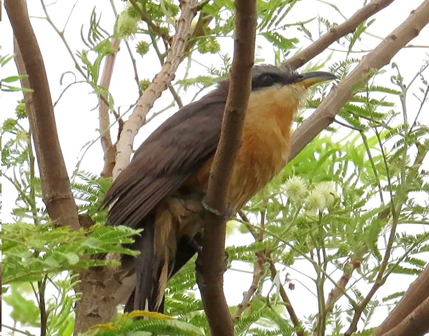 Mangrove Cuckoo - ML618393476