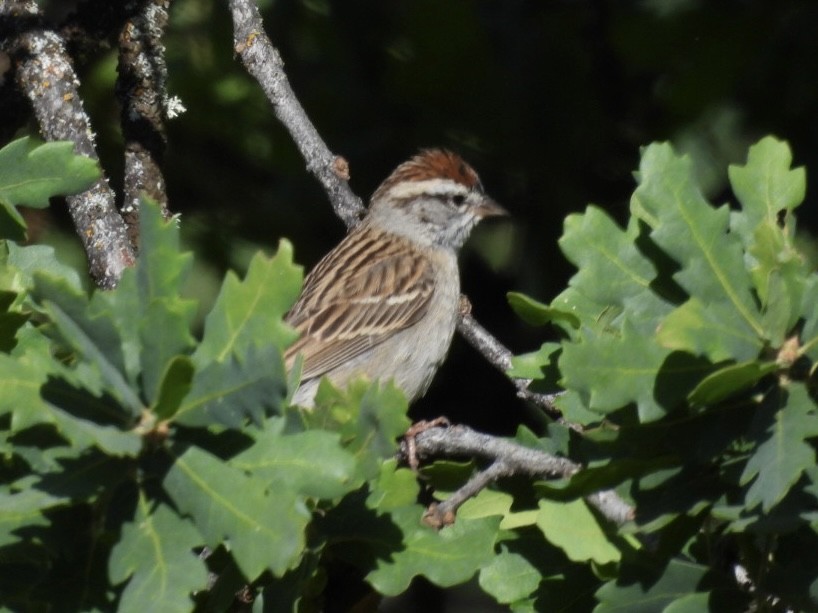 Chipping Sparrow - Jim Davis