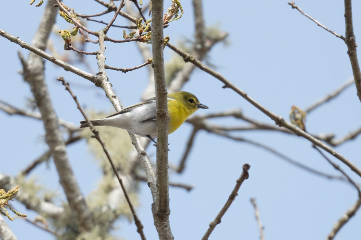 Yellow-throated Vireo - Tim Metcalf