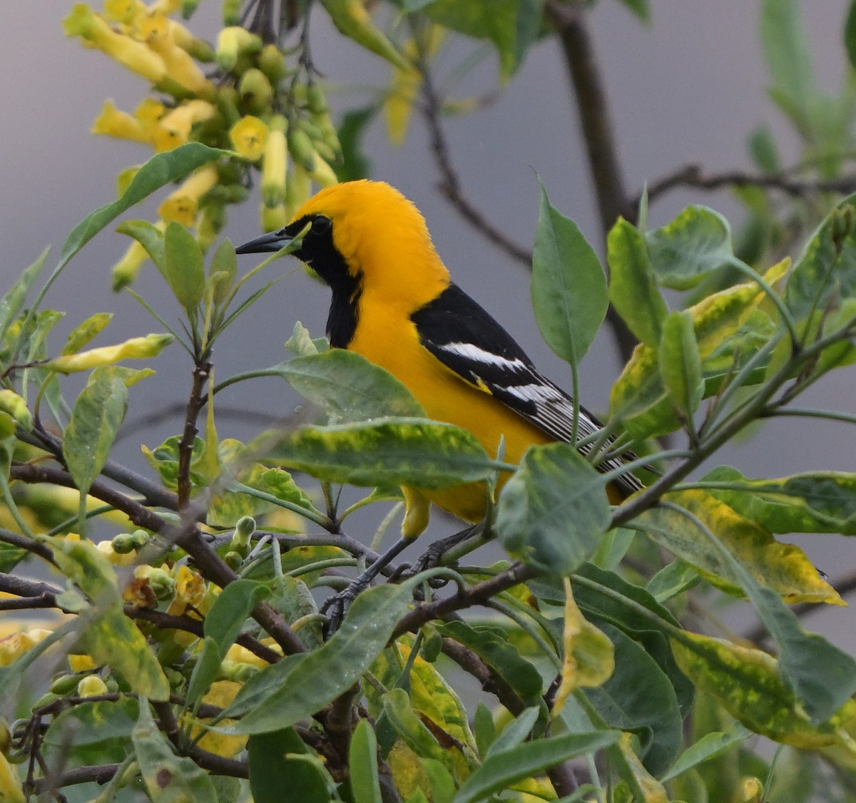 Hooded Oriole - Lisa Ruby