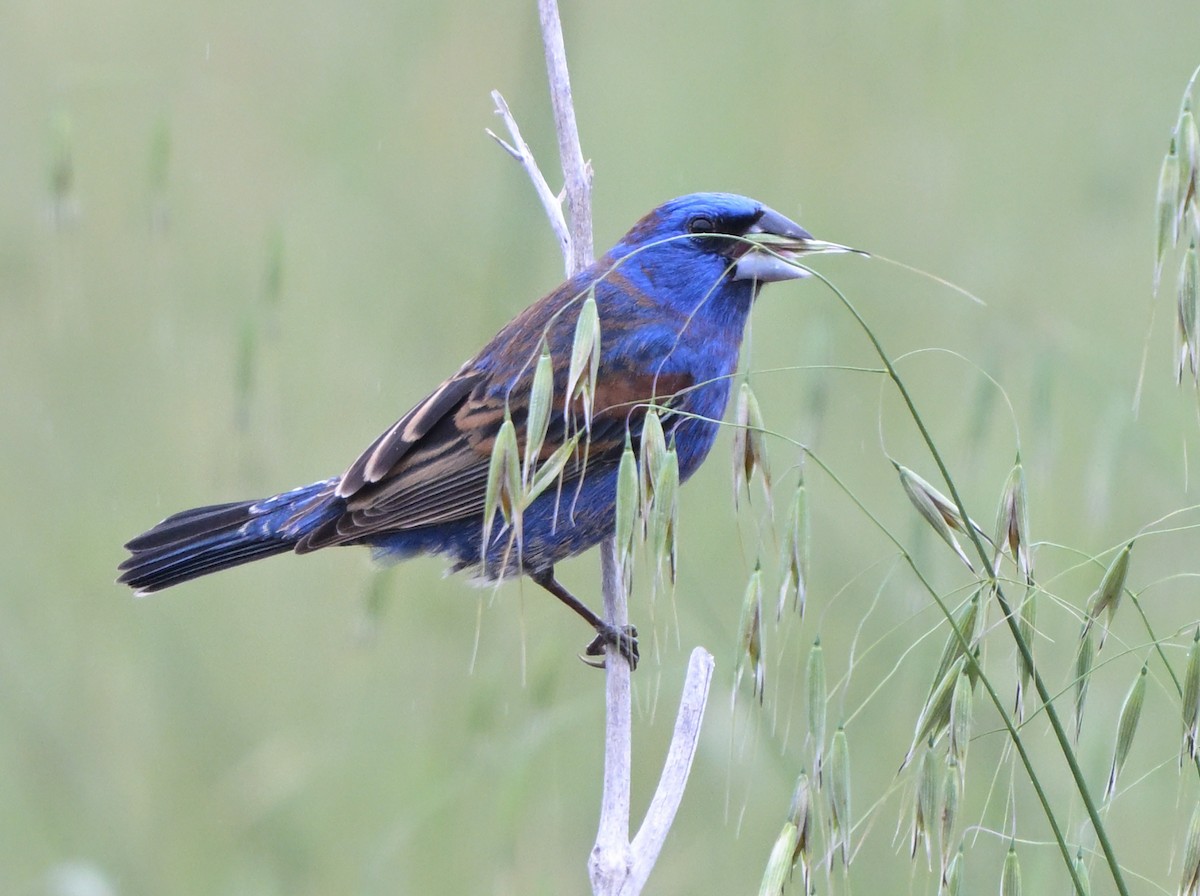 Blue Grosbeak - ML618393495