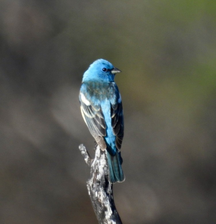 Lazuli Bunting - Jim Davis