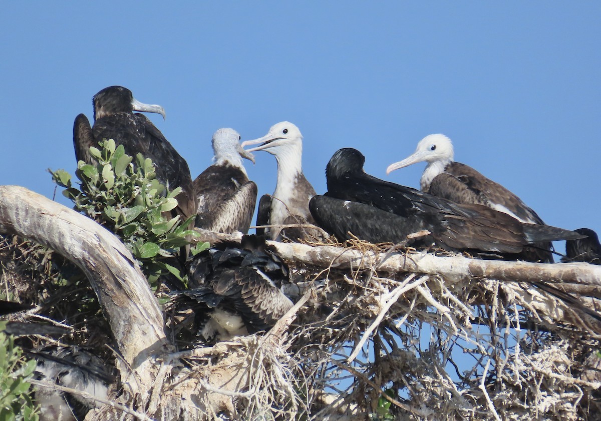 Magnificent Frigatebird - ML618393512