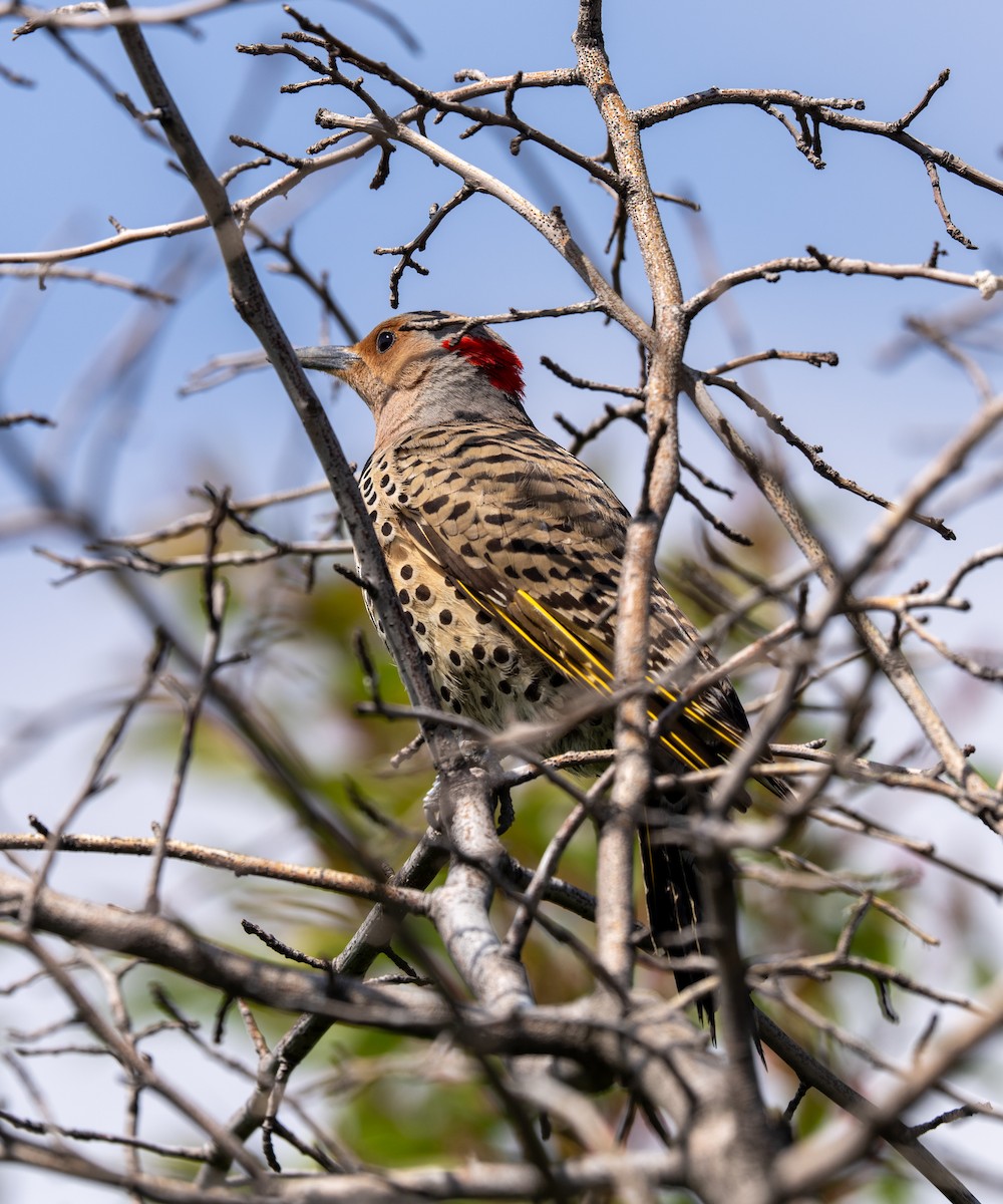 Northern Flicker - ML618393523